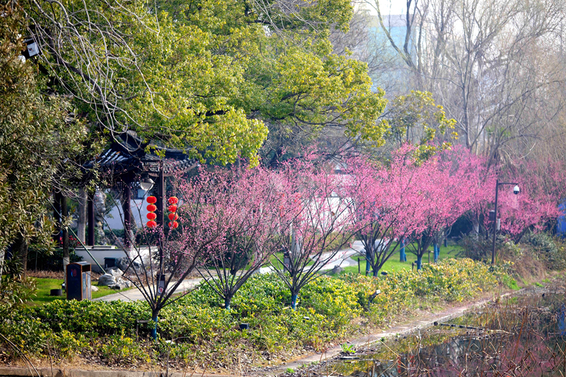 视频 | 梅花盛开春景来