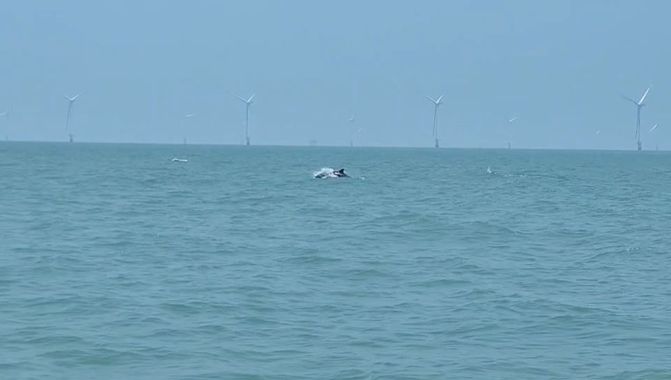 “蓝色精灵”现身南通海域，海上风电场生态成效显现