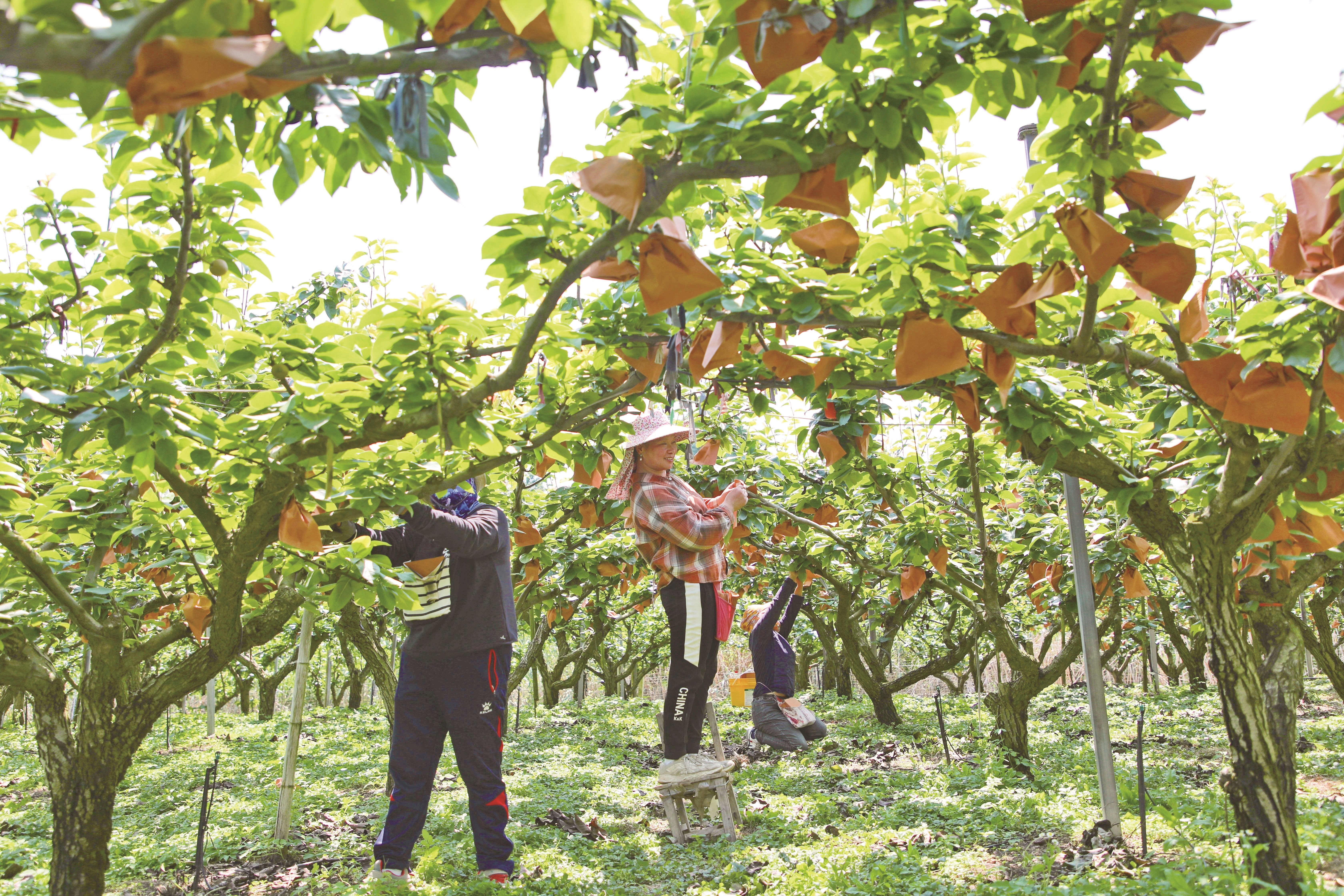 江心沙農(nóng)場果農(nóng)為梨子套袋