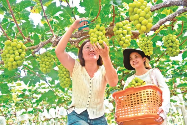 如皋市長江鎮(zhèn)大力發(fā)展特色果品產(chǎn)業(yè)