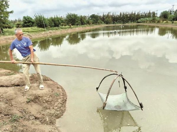 雙季生態(tài)養(yǎng)蝦畝產(chǎn)超2萬元——昔日荒塘變身“聚寶盆”